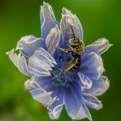 Bee on Flower