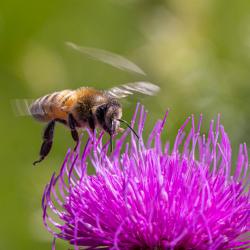 Bee on Flower