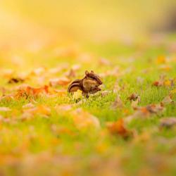 Chipmunk at sunrise