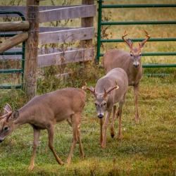 A Group of 3 Bucks