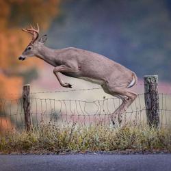 6 Point Buck Jumping Fence 2