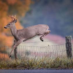 6 Point Buck Jumping Fence 4