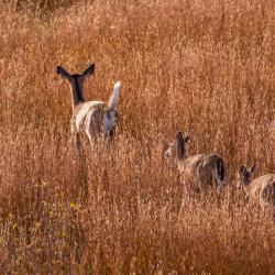 Doe and 4 Fawns