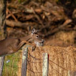 Doe Jumping a Fence 1