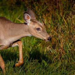 Small baby Doe
