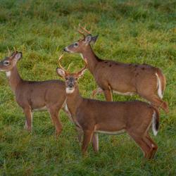 3 Bucks in a field