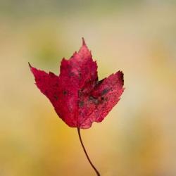 Maple Leaf in Fall
