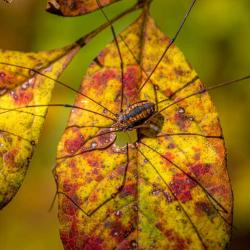 Daddy Long Legs Spider