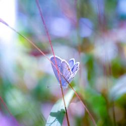 Eastern Tailed Blue Butterfly