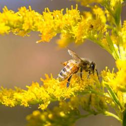 Honey Bee on Goldenrod