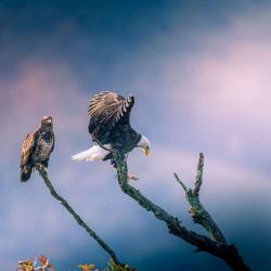 Bald Eagle getting settled