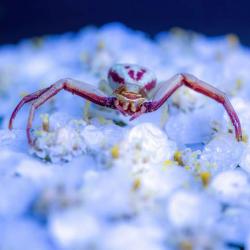 Crab Spider