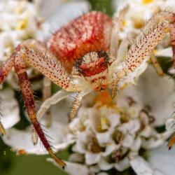 Crab Spider Macro