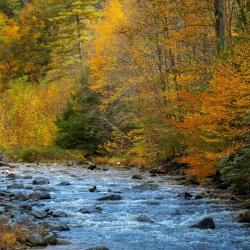 Red Creek in WV