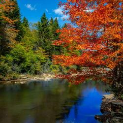 Shavers Fork river in the fall season