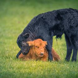 Calf Hugs