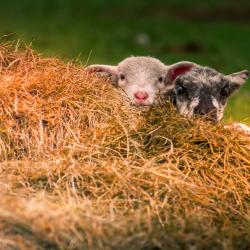 Lambs