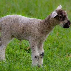 Lamb