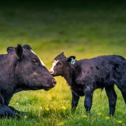 Calf and Mom