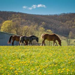 Amish Horses