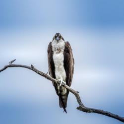 Killer Osprey