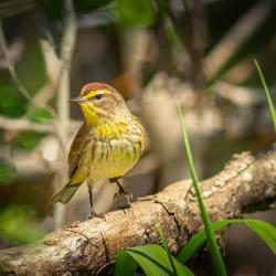 Palm Warbler