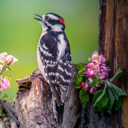 Downy Woodpecker
