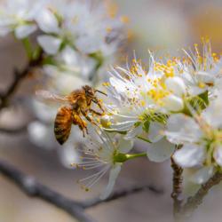 Pollinator on Wild Plumb