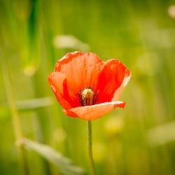 Wild Poppy Flower