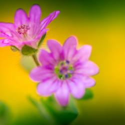 Wild Flowers