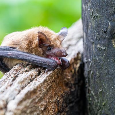 Big Brown Bat