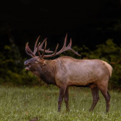 cataloochee elk