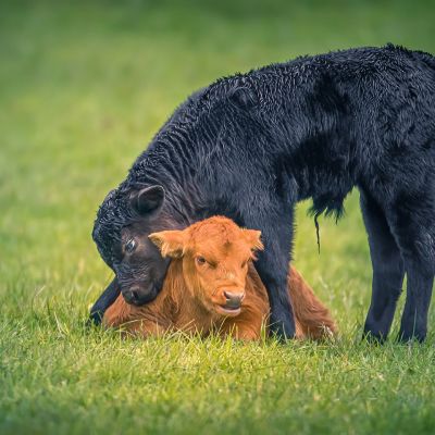 Baby Calves Hugging