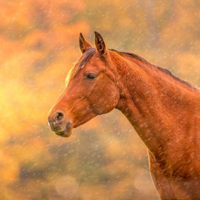 Horse in Rain