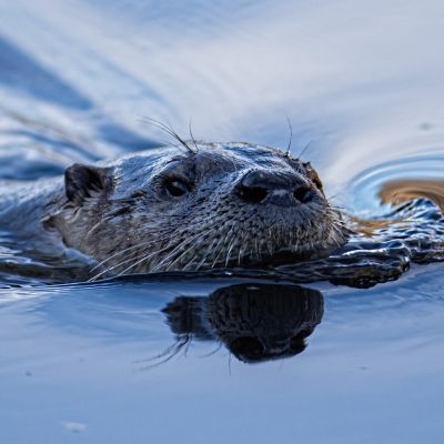 River Otter Swimming