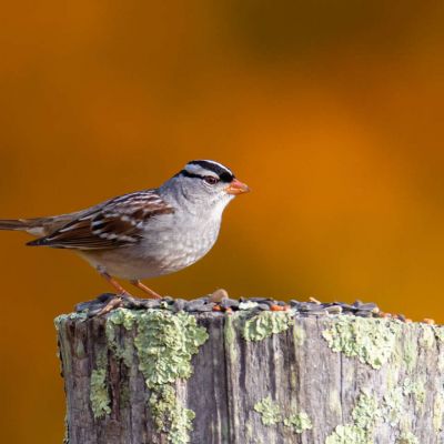 White Crowned Sparrow