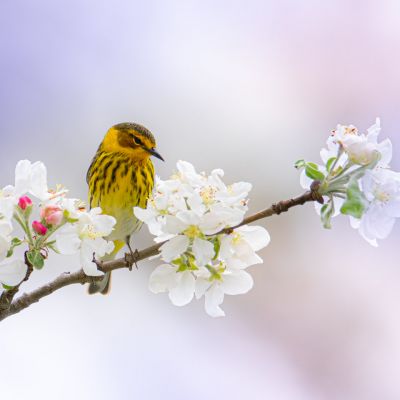 Cape May Warbler in Apple Blossoms