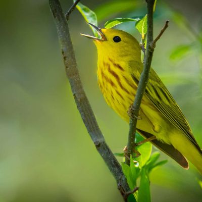 Yellow Warbler Singing