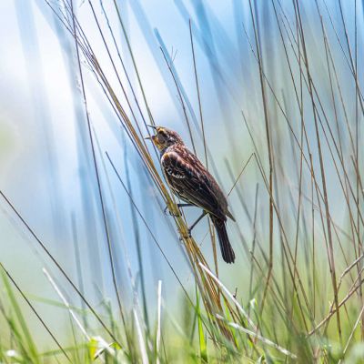 Female Red-winged Blackbird