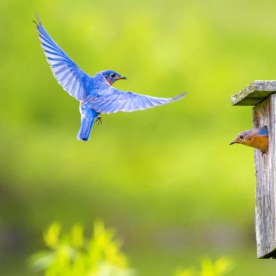 Eastern Bluebird in nesting box