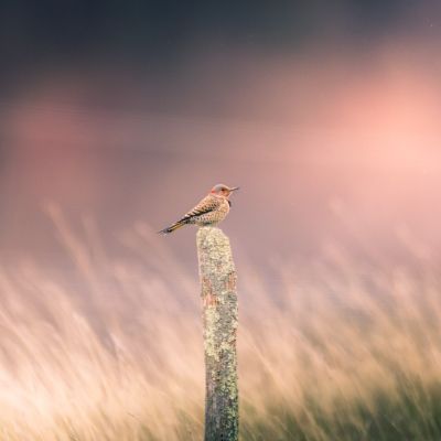 Northern Flicker