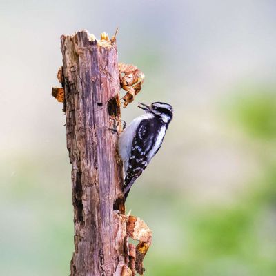 Downy Woodpecker