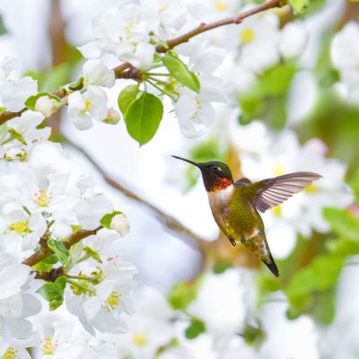 Ruby Throated Hummingbird