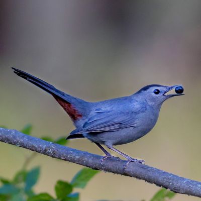 Cat Bird
