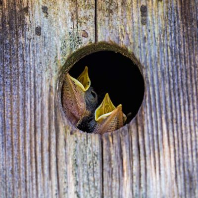 Eastern Bluebird chicks in nesting box