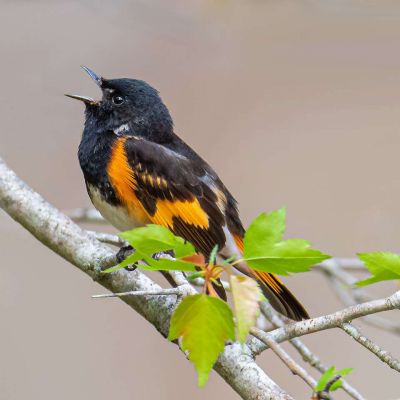 American Redstart
