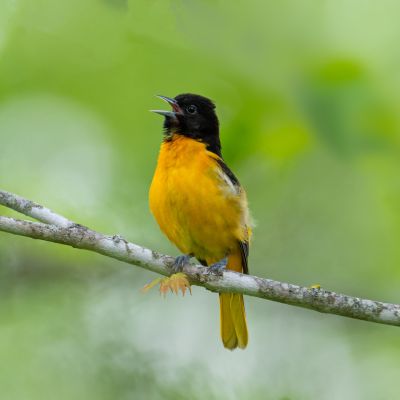 Baltimore Oriole