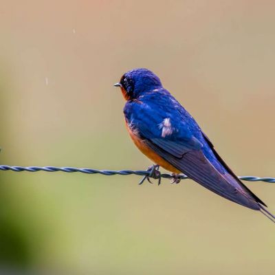 Barn Swallow