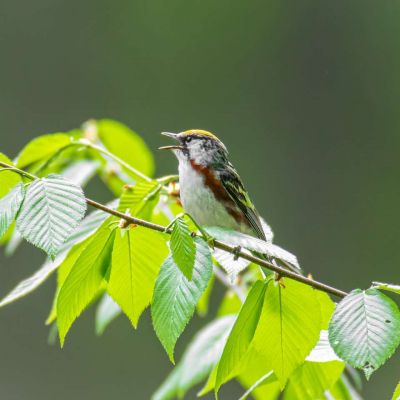 Chestnut-sided Warbler