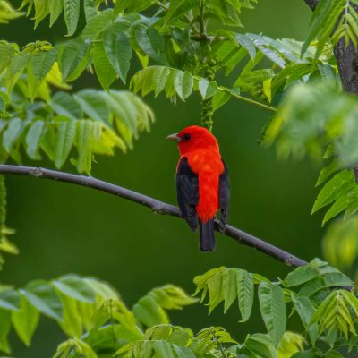 Scarlet Tanager in Cover